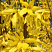 Форзиция 'Lynwood' (Forsythia 'Lynwood')