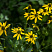 rudbekiya-glyancevitaya-rudbeckia-nitida-cvetonos.jpg