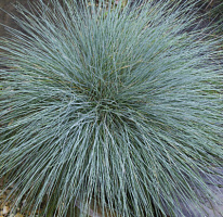 Овсяница сизая 'Фредди'  (Festuca glauca 'Freddy')