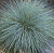 Овсяница сизая 'Фредди'  (Festuca glauca 'Freddy')