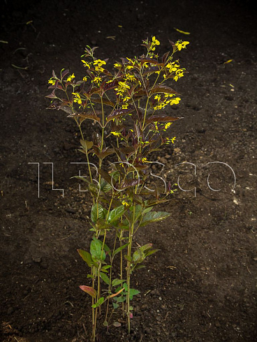 verbejnik-resnitchatyj-fajrkreker-lysimachia-ciliata-firecracker-sazhenec.jpg