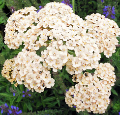 Тысячелистник обыкновенный в сортах (Achillea в сортах)