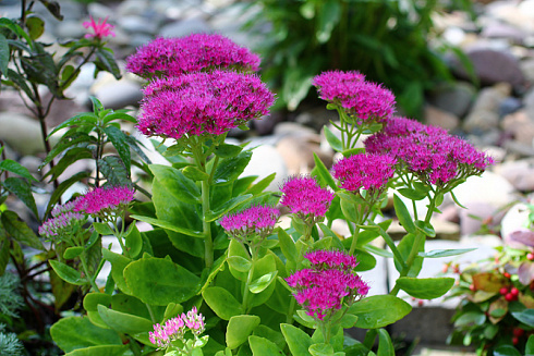 ochitok-vidnyj-brilliant-sedum-spectabile-brilliant-rastet-pyshnym-plotnym-kustom