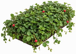 Рулонный многолетник Лапчатка индийская (дюшения) (Potentilla indica)