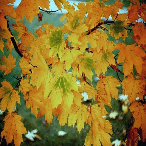 klen-ostrolistnyj-sammershejd-acer-platanoides-summershade
