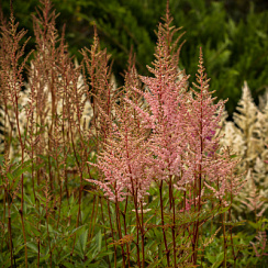 Астильба Арендса 'Систер Тереза' (Astilbe arendsii 'Sister Theresa')