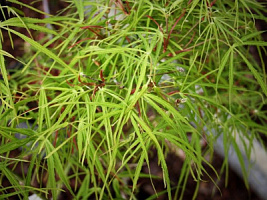 Клен веерный 'Кото-Но-Ито' (Acer palmatum 'Koto-No-Ito')