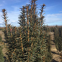Тисс ягодный 'Оверейндери' (Taxus baccata 'Overeynderii')