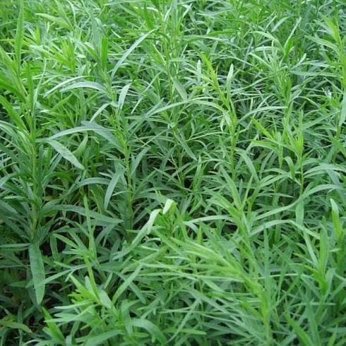 Эстрагон (Artemisia dracunculus 'Кола')