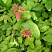 spireya-yaponskaya-makrofilla-spiraea-japonica-macrophylla-listya