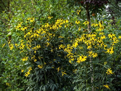 rudbekiya-glyancevitaya-rudbeckia-nitida-rastenie.jpg