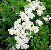 Спирея ниппонская 'Халвардс Сильвер' (Spiraea nipponica 'Halward's Silver')
