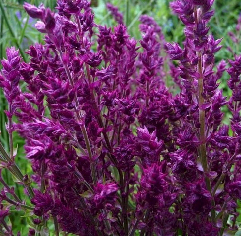 Шалфей дубравный 'Schwellenburg' (Salvia nemorosa 'Schwellenburg')