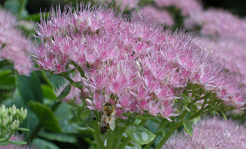 ochitok-vidnyj-brilliant-sedum-spectabile-brilliant-cvetenie-do-pervyh-zamorozkov