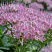 ochitok-vidnyj-brilliant-sedum-spectabile-brilliant-cvetenie-do-pervyh-zamorozkov