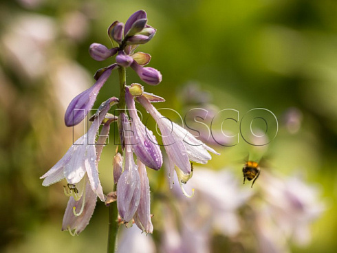 hosta-lancetolistnaya-hosta-lancifolia-cvetok.jpg