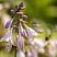 hosta-lancetolistnaya-hosta-lancifolia-cvetok.jpg