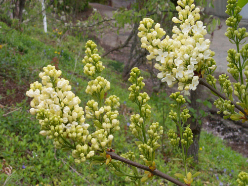siren-obyknovennaya-prajmrouz-syringa-vulgaris-primrose-vetv