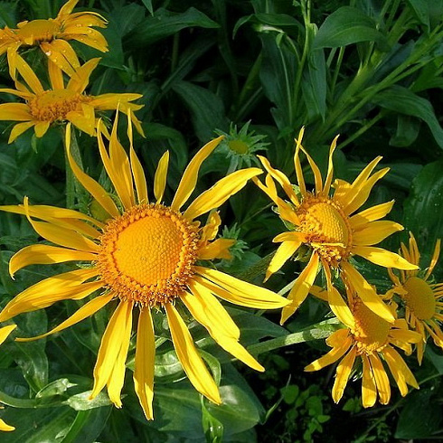 gelenium-hupa-helenium-hoopesii-cvetenie-v-iyune-iyule