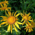 gelenium-hupa-helenium-hoopesii-cvetenie-v-iyune-iyule