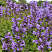 kotovnik-blyu-dragon-nepeta-blue-dragon-cvetki-ogromnye-dlinnye-simmetrichnye