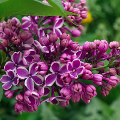 Сирень обыкновенная 'Сенсация' (Syringa vulgaris 'Sensation')
