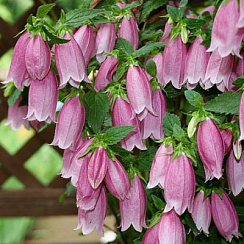 Колокольчик точечный (Campanula punctata)