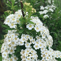 Спирея ниппонская 'Сноумаунд' (Spiraea nipponica 'Snowmound')