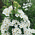 Спирея ниппонская 'Сноумаунд' (Spiraea nipponica 'Snowmound')