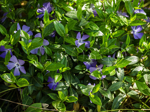 barvinok-malyj-vinca-minor-klumba.jpg