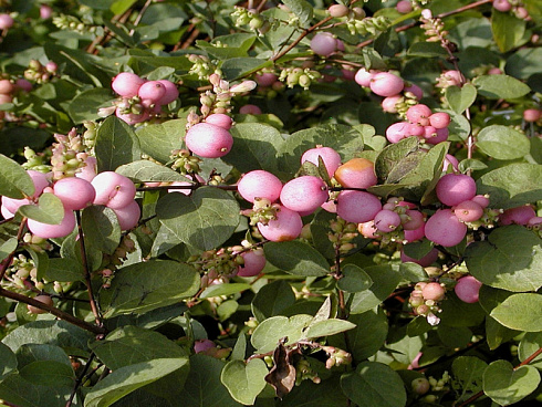 snezhnoyagodnik-mehdzhik-behrri-symphoricarpos-magic-berry-plody.jpg