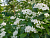 Арония сливолистная 'Неро' (Aronia prunifolia 'Nero')