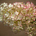 gortenziya-metelchataya-bobo-hydrangea-paniculata-bobo-socvetie.jpg