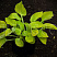 hosta-glehd-tidings-hosta-glad-tidings-okraska-listev-v-pervoj-polovine-leta.jpg
