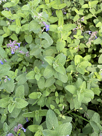 Котовник фассена (Nepeta faassenii)