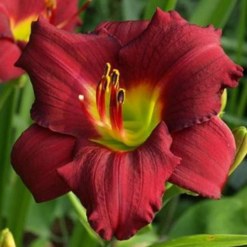 lilejnik-pardon-mi-hemerocallis-pardon-me-cvety.jpg