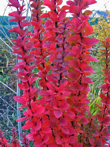 barbaris-tunberga-ehrekta-berberis-thunbergii-erecta-osennyaya-okraska.jpg
