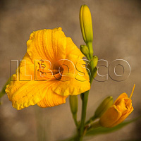 Лилейник 'Техас Санлайт' (Hemerocallis 'Texas Sunlight')