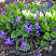 fialka-dushistaya-viola-odorata-rastenie.jpg