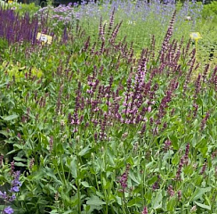 Шалфей дубравный 'Роуз Куин' (Salvia nemorosa 'Rose Queen')