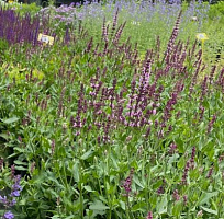 Шалфей дубравный 'Роуз Куин' (Salvia nemorosa 'Rose Queen')