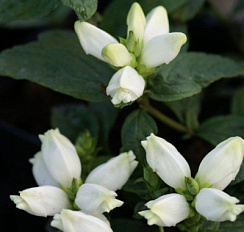 Хелоне косая 'Альба' (Chelone obliqua 'Alba')