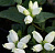Хелоне косая 'Альба' (Chelone obliqua 'Alba')