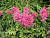 Астильба Арендса ‘Анита Пфайфер’ (Astilbe arendsii ‘Anita Pfeifer’)