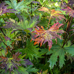 Бузульник Пржевальского (Ligularia przewalskii)