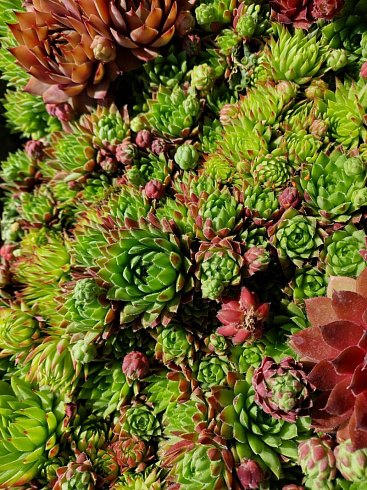 Рулонный многолетник Молодило (Sempervivum)