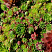 Рулонный многолетник Молодило (Sempervivum)