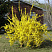 forziciya-promezhutochnaya-linvud-forsythia-intermedia-lynwood-kust.jpg