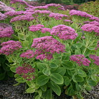 Очиток видный (Sedum spectabile)