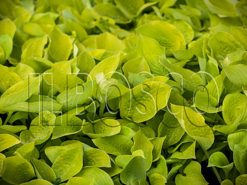 hosta-glehd-tidings-hosta-glad-tidings-listya.jpg